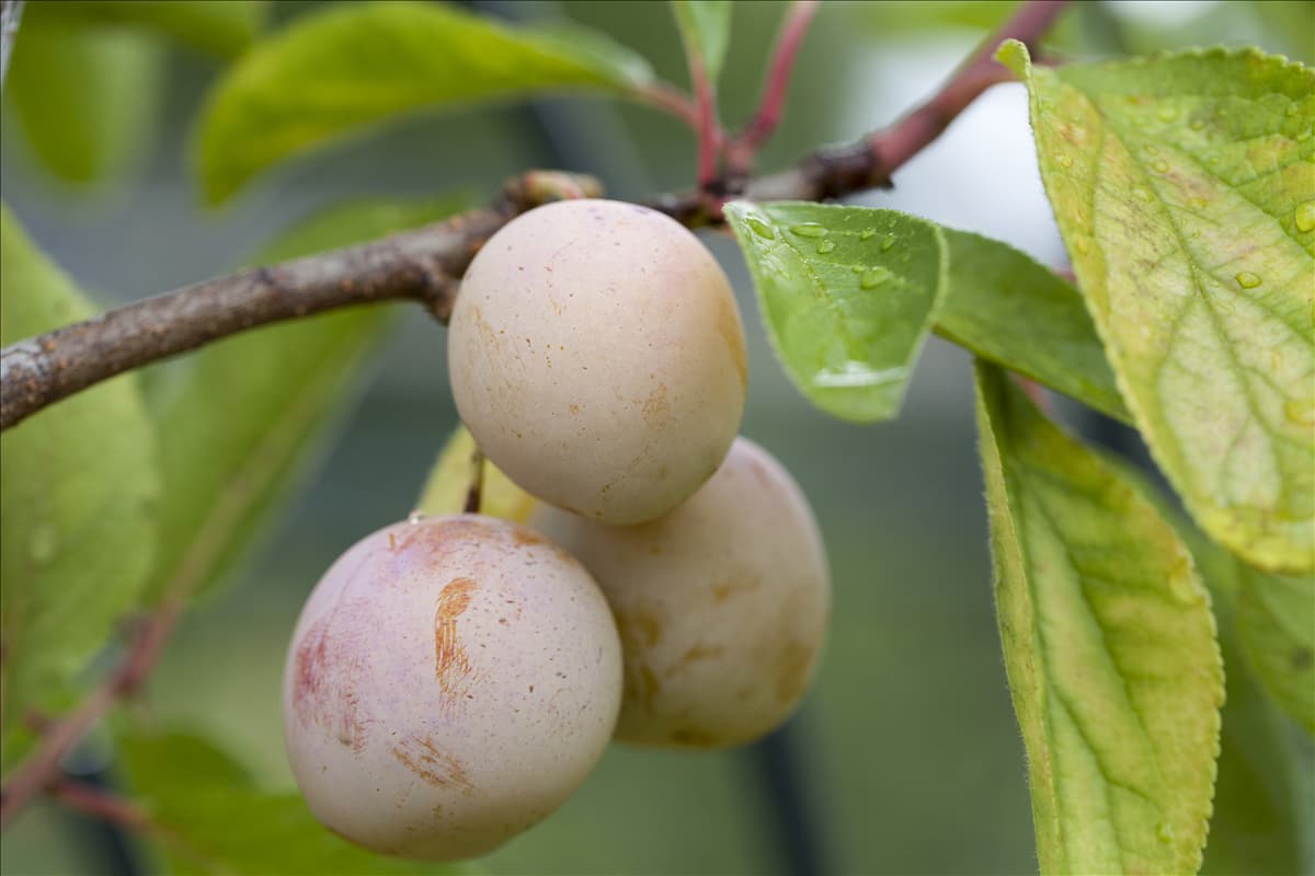 Prunus domestica subsp. syriaca 'Mirabelle von Nancy'