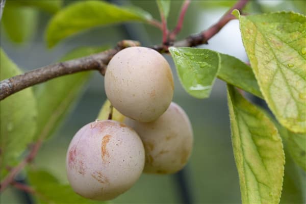 Prunus domestica subsp. syriaca 'Mirabelle von Nancy'