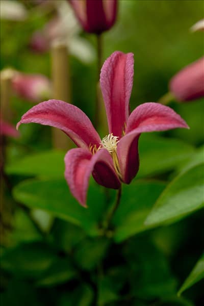 Clematis texensis 'Princess Diana'