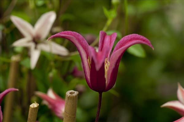 Clematis texensis 'Princess Diana'