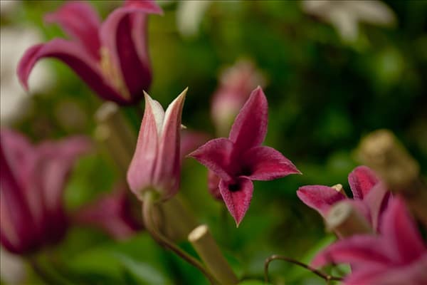 Clematis texensis 'Princess Diana'