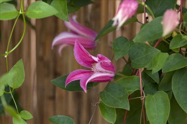 Clematis texensis 'Princess Diana'