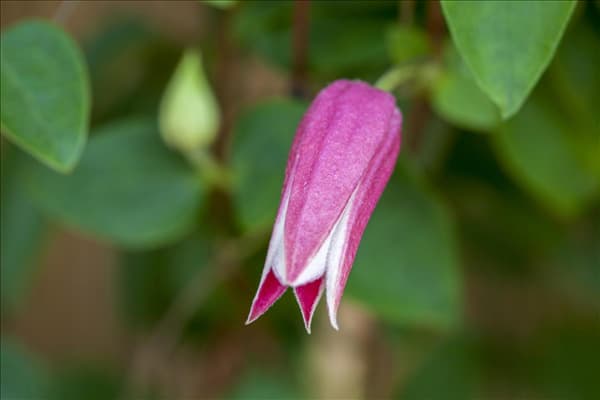Clematis texensis 'Princess Diana'