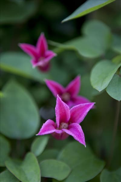 Clematis texensis 'Princess Diana'