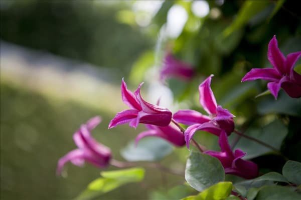 Clematis texensis 'Princess Diana'