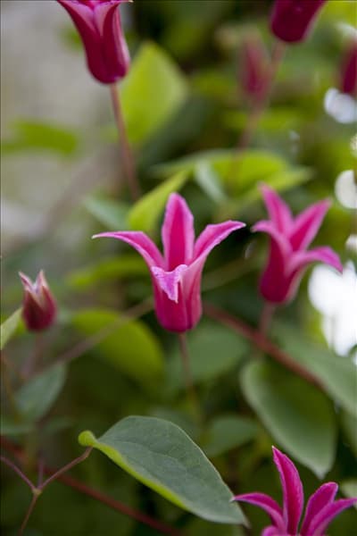 Clematis texensis 'Princess Diana'