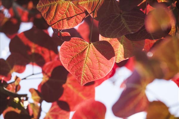 Cercis canadensis 'Forest Pansy'
