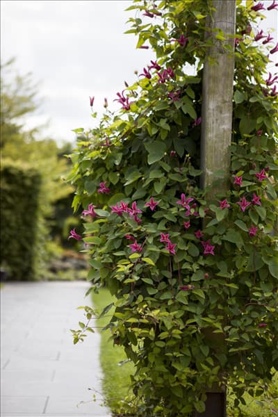 Clematis texensis