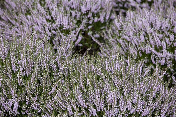 Erica carnea, rosa