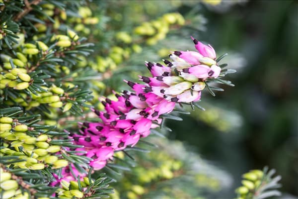 Erica carnea, rosa