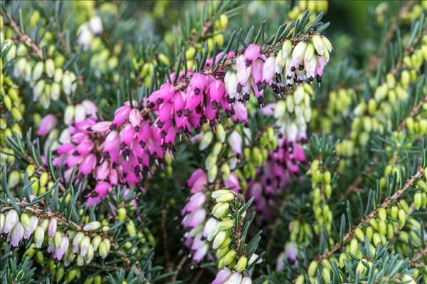 Erica carnea, rosa