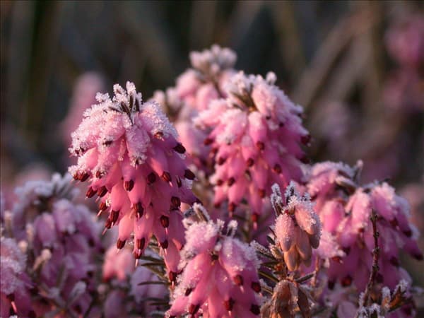 Erica carnea, rosa