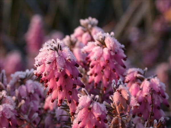 Erica carnea, rosa