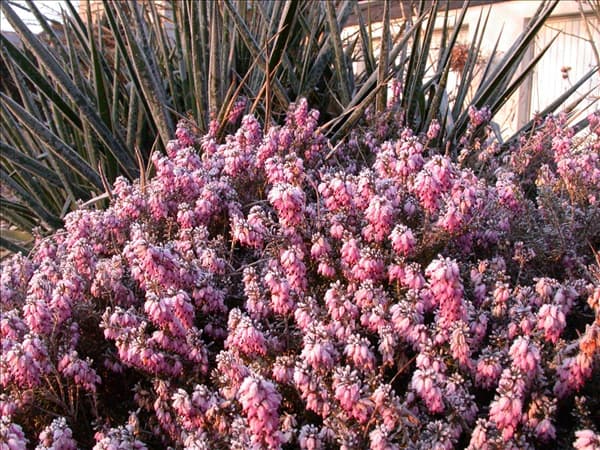 Erica carnea, rosa