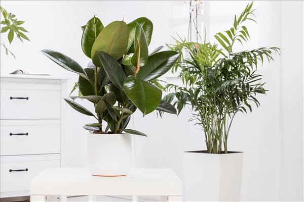 Ficus elastica 'Robusta'