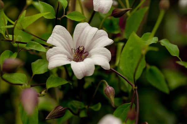 Clematis texensis 'Princess Kate'
