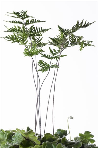 Doryopteris cordata