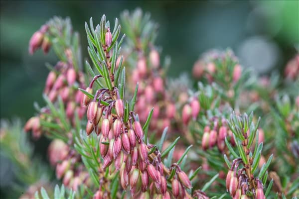 Erica carnea, rot