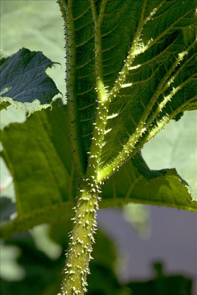 Gunnera manicata