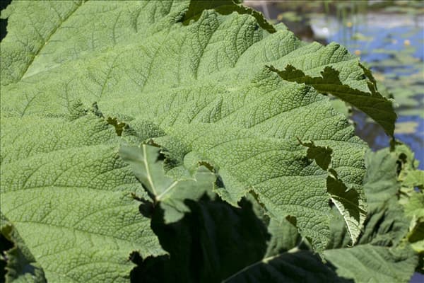 Gunnera manicata
