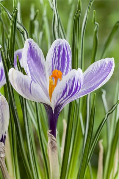 Crocus vernus