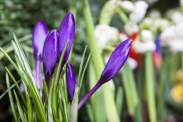Crocus