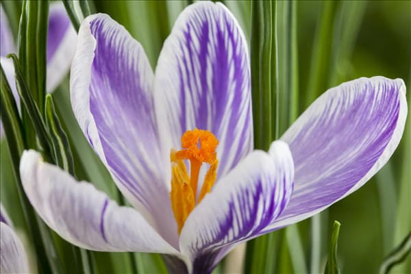Crocus vernus