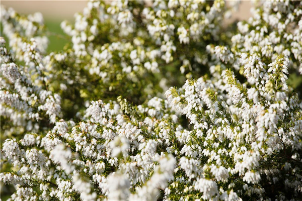 Erica carnea, weiß