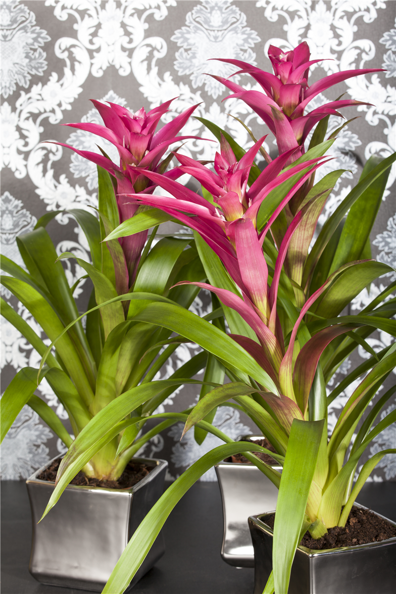 Guzmania