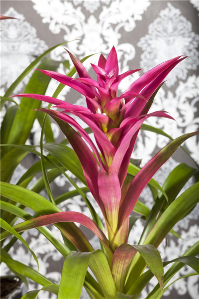 Guzmania