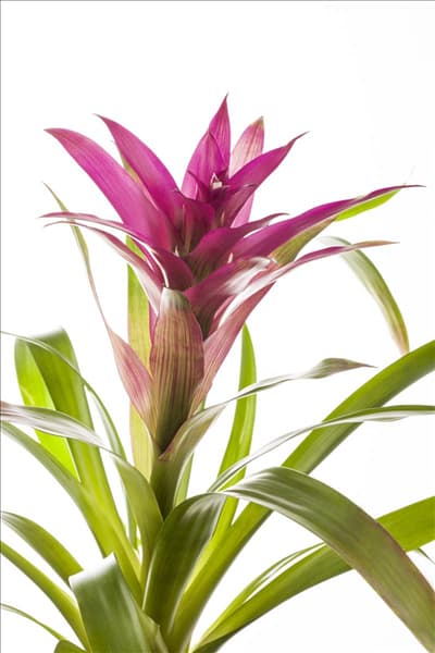 Guzmania, lila