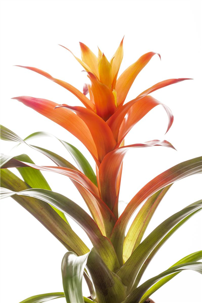 Guzmania