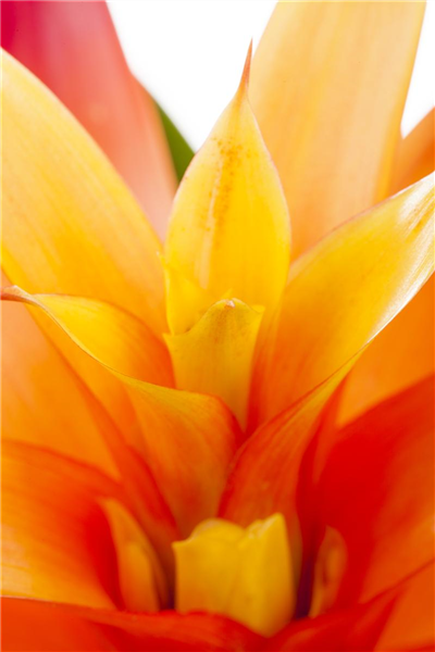 Guzmania