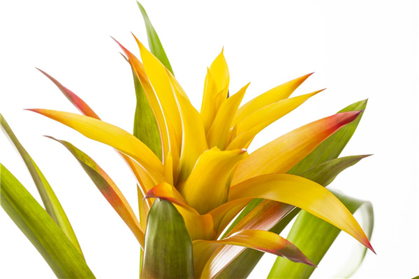 Guzmania