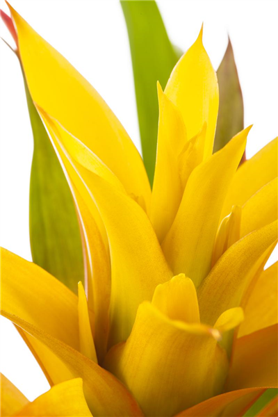 Guzmania