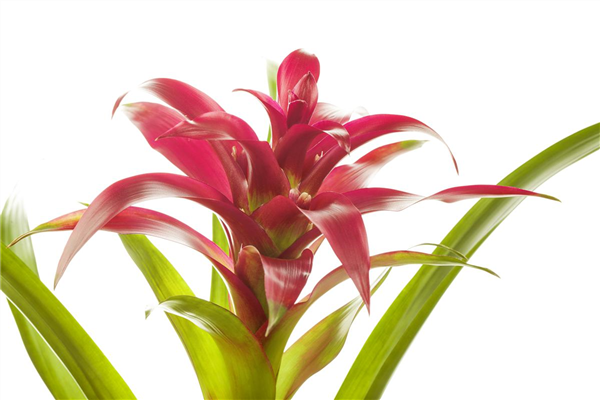 Guzmania