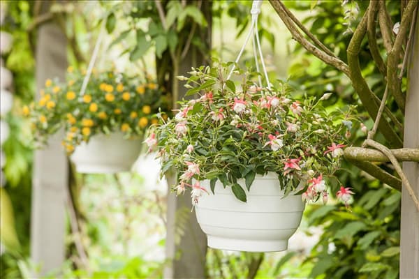 Fuchsia Hybride