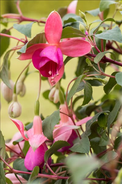 Fuchsia Hybride