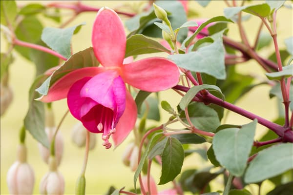Fuchsia Hybride