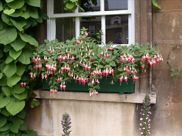 Fuchsia Hybride