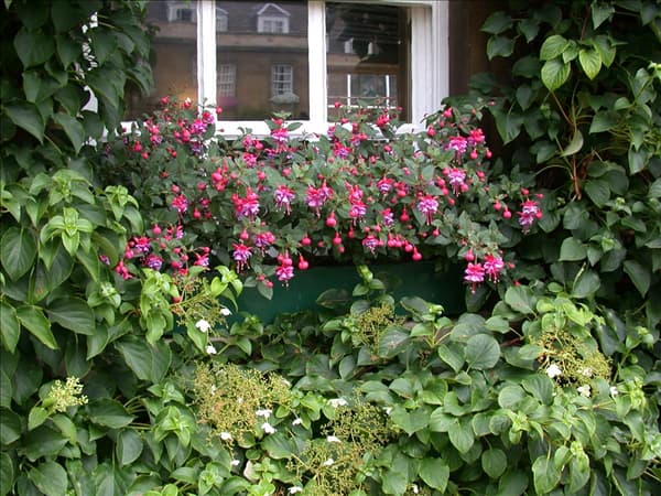 Fuchsia Hybride