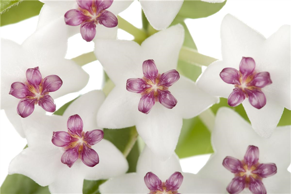 Hoya bella