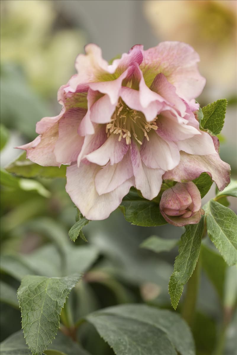Helleborus orientalis