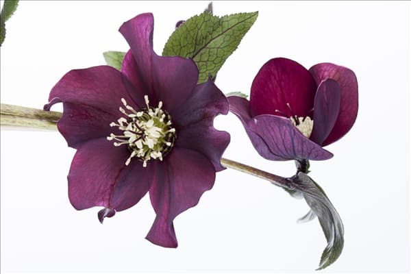 Helleborus orientalis