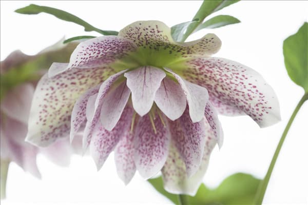 Helleborus orientalis