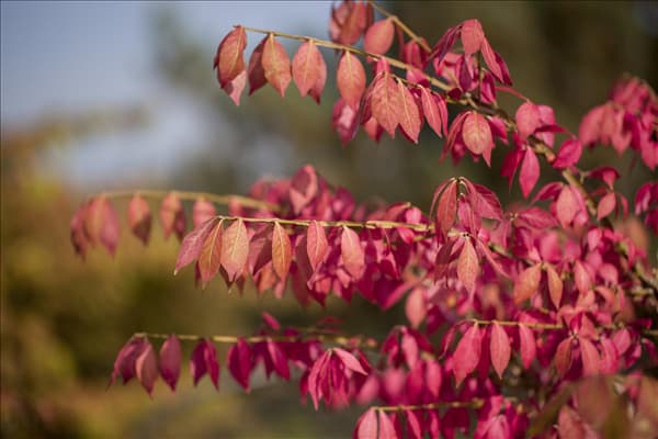 Euonymus alatus