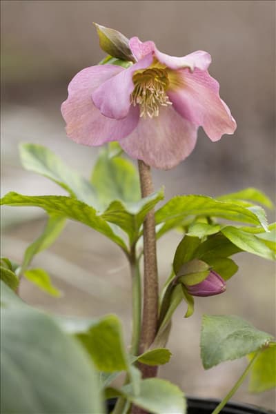 Helleborus orientalis