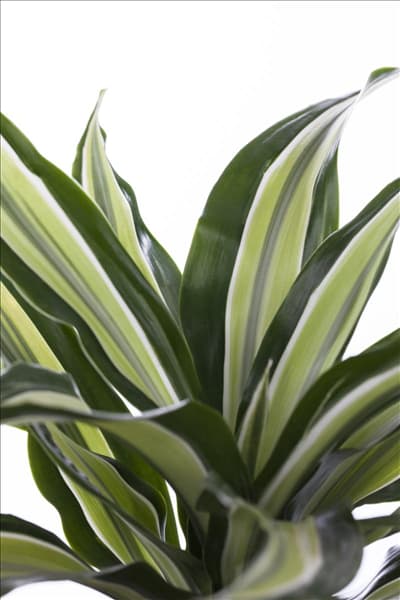 Dracaena deremensis