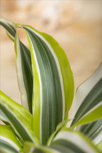 Dracaena deremensis