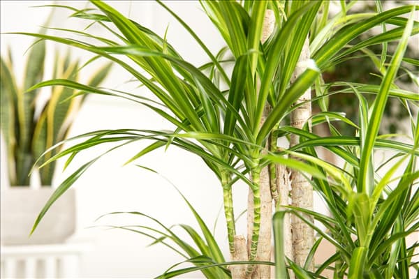 Dracaena deremensis